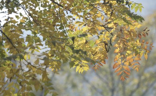 眼防月读 | 《故都的秋》节选