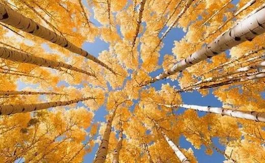 眼防月读 | 《白杨礼赞》