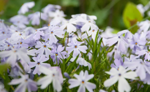 眼防月读 | 《花园》（节选）