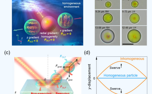 上海市眼病防治中心领衔研究成果发表于国际顶刊《先进材料》封面，手性光力领域取得重要进展